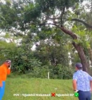 Heboh! Monyet di Permata Sentul Bawa Kabur Handphone Pegolf
