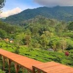 Melarikan Diri dari Kepenatan Kota, Menyusuri Hamparan Kebun Teh di Agrowisata Gunung Mas
