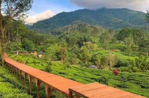 Melarikan Diri dari Kepenatan Kota, Menyusuri Hamparan Kebun Teh di Agrowisata Gunung Mas